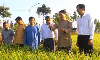 Bí thư Hậu Giang lội ruộng, thăm lúa đầu năm 