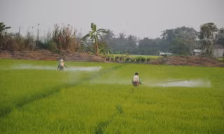Vì sao thuốc bảo vệ thực vật sinh học chưa được tin dùng?