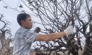 Dân buôn đào quất vừa ăn 'quả đắng' vụ Tết 