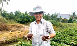 Tổng cục Hải quan Trung Quốc chấp thuận 27 hồ sơ về khoai lang Vĩnh Long