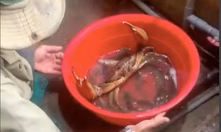 Mức giá không ngờ của con cua biển 'khổng lồ' 1,7kg ở Sóc Trăng