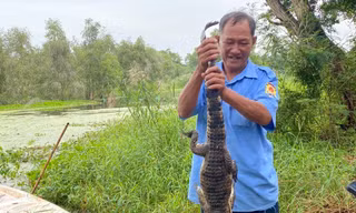 Vụ 8 con cá sấu sổng chuồng ở Kiên Giang: Kiến nghị thanh lý cả đàn, mở cửa công viên trở lại