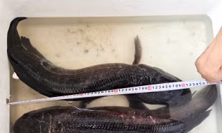 Người dân miền Tây bắt được cặp cá lóc ‘khủng’ gần 14 kg khi tát ao