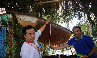 Cận cảnh tổ ong 43 kg và nồi lẩu mắm lớn nhất Việt Nam