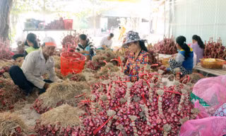 Hành tím Vĩnh Châu hiện đang tồn hơn 51.000 tấn chưa thể tiêu thụ được.