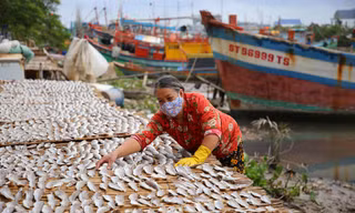 Làng cá khô xứ biển miền Tây cung ứng hàng trăm tấn hàng dịp Tết