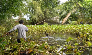 Vụ cá sấu sổng chuồng ở Kiên Giang: Hai con đã chết