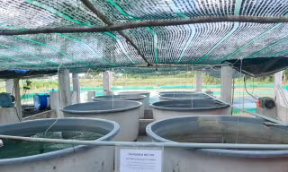Chi bạc tỷ làm đề tài khoa học nhưng không dùng được 