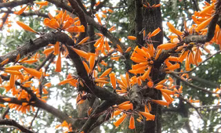 Loài hoa ‘lạ’ mọc trước lăng mộ vua Hùng