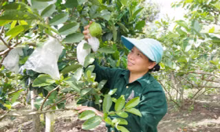 Người lao động thu hoạch ổi được mùa từ nguồn vốn vay Giải quyết việc làm