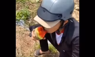 Sự thật về clip hàng tấn dưa hấu ở Bình Dương bị thương lái từ chối, người dân ăn không xuể