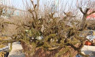 Dân chơi mạnh tay chi tiền mua đào cổ rêu phong đón Tết