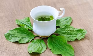 Mã đề không phải là loại cây thuốc dùng kéo dài. Loại cây này cũng được xếp vào loại cây dược liệu, khi dùng cần phải có định lượng, thời gian nhất định. Ảnh minh hoạ: Internet