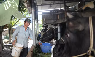 Vì sao nông dân TP.HCM thua lỗ, phải lần lượt bán bò?