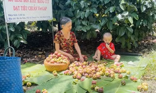 Thứ cây ở Bình Dương, dù trái xanh hay chín đều hot mạng xã hội, nhà nào hái bán đều trúng 