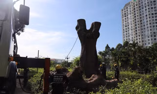 Cổ thụ trăm tuổi trong công viên Gia Định bị đốn hạ