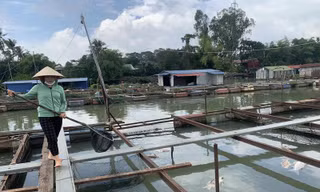 Đồng Nai đang tồn đọng 1.000 tấn cá nước ngọt, nông dân thấp thỏm lo 'đánh rơi tiền' 