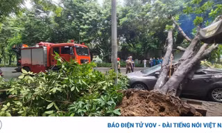 Cây cổ thụ bật gốc đè ô tô con sập nóc ở Hà Nội