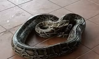 Clip bắt trăn 'khủng' nuốt con dê nặng 10kg của người dân