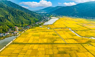 'Bay' trên những cánh đồng lúa chín vàng đẹp như tranh