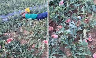 Bác nông dân khóc tức tưởi nhìn hàng trăm kg dưa hấu bị phá nát, công an vào cuộc điều tra