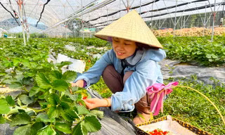 Trang trại dâu tây, cà chua thu hút giới trẻ Nghệ An đến check in
