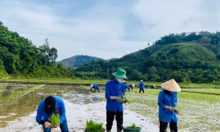 'Áo xanh' miền núi xứ Nghệ cấy lúa giúp gia đình thương binh, liệt sĩ