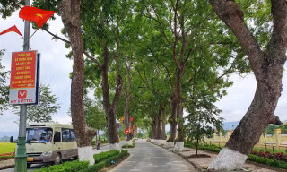 Ngắm hàng xà cừ cổ thụ hơn nửa thế kỷ tỏa bóng mát trên quê Bác