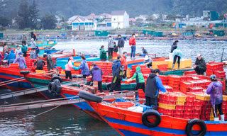 Ngư dân Nghệ An đón 'lộc biển' trong chuyến ra khơi đầu năm