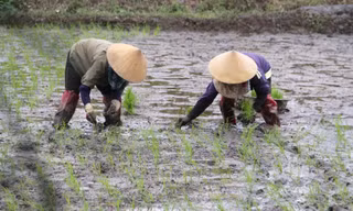 'Bán mặt cho đất bán lưng cho trời' kiếm nửa triệu mỗi ngày