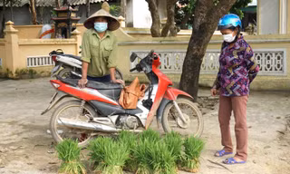 Độc đáo chợ bán cây lúa non như bán rau