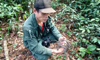 Trả nợ rừng xanh