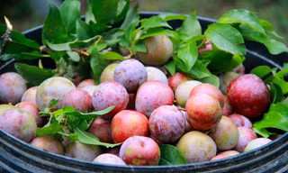 Mận Tam Hoa chín rộ trên cổng trời Mường Lống