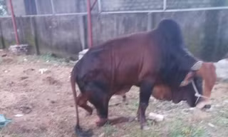 Công an điều tra vụ đàn bò trị giá hàng trăm triệu bị đứt chân