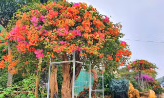 Hoa giấy ngũ sắc hàng chục triệu đồng chơi Tết