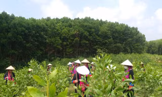 Mô hình trồng cây gây quỹ của chị em phụ nữ bản Mùng.