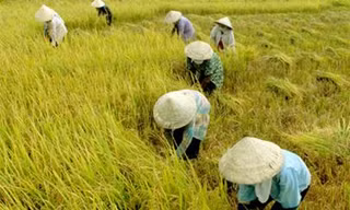 Miền Bắc thu hoạch lúa chậm, miền Nam lúa được giá