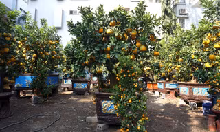60 triệu đồng chậu bưởi chơi Tết: Khách ký tên đặt tiền trước cả tháng