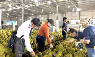 Phát hiện nhiều vi phạm của doanh nghiệp sầu riêng 