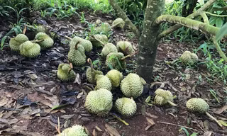 Truy tìm thủ phạm đẽo gốc, phá vườn sầu riêng sắp thu hoạch