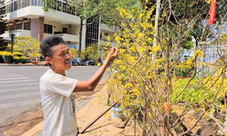Mai rừng ‘hành hương’ xuống phố