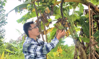 Anh Công để nhành chuối làm thức ăn cho chim, sóc