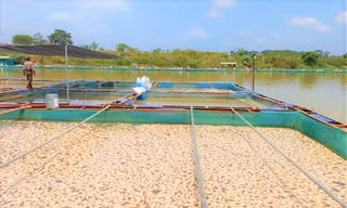 Hàng tấn cá chết mỗi ngày, nổi lềnh bềnh trên mặt sông Sêrêpốk