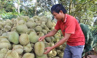 Sầu riêng được mệnh danh là “Vua trái cây”