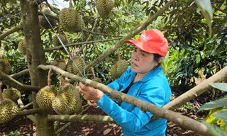 Tiền tỷ treo trên cây, nông dân thấp thỏm theo mưa gió