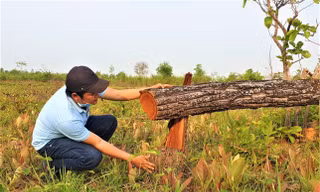 Đắk Lắk không thể thu hồi hơn 34 tỷ đồng nợ đọng xử phạt lâm nghiệp