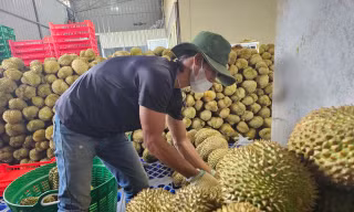 Thủ phủ sầu riêng Đắk Lắk kiến nghị gì sau vụ 30 lô hàng bị nhiễm cadimi?