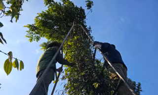Vắt vẻo trên thang cao hái tiêu, nơm nớp lo sợ gặp nạn thương vong