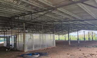 Những trang trại 'điện mặt trời' kỳ lạ ở Đắk Nông