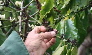 Cà phê nở ‘hoa chanh’, nông dân trồng cây tỷ đô lo ngay ngáy